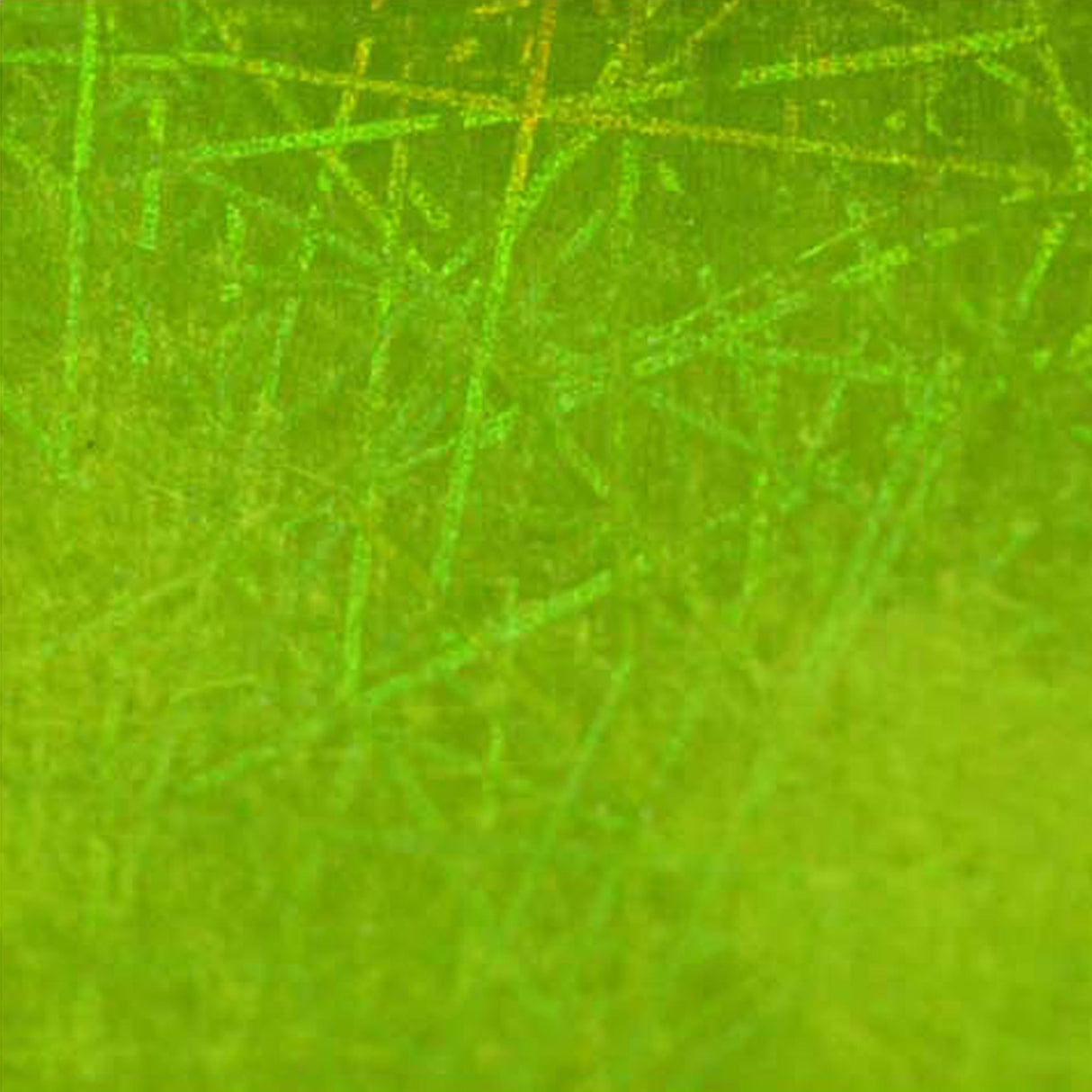 Cartulina Holográfica