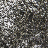 Papel Araña